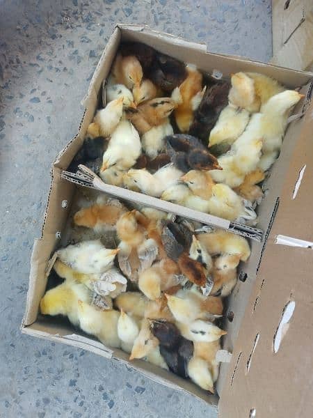 golden misri chicks or duck chicks 3