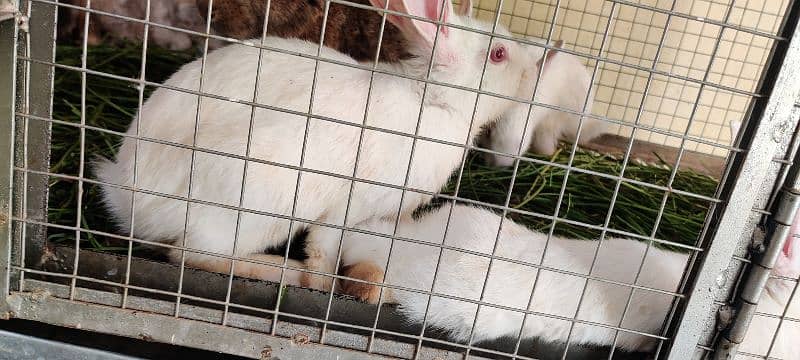 | Rabbit | bunny | Zealand White breeder For Sale 1