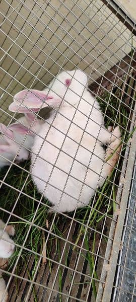 | Rabbit | bunny | Zealand White breeder For Sale 2