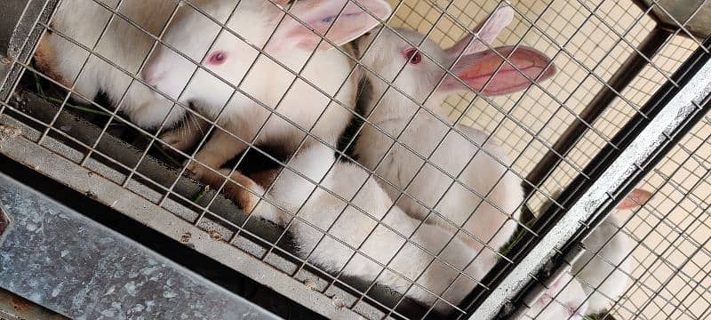 | Rabbit | bunny | Zealand White breeder For Sale 3