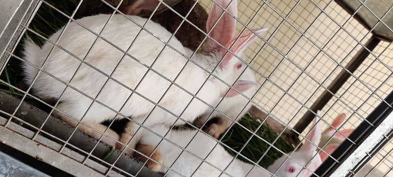 | Rabbit | bunny | Zealand White breeder For Sale 4