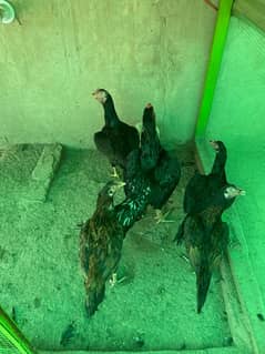 aseel mianwali chicks for sale.