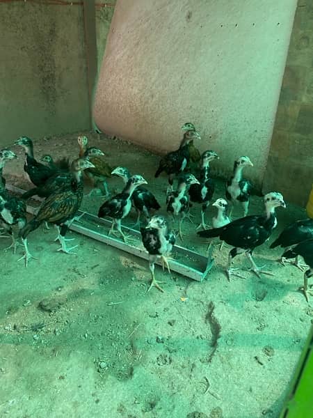 aseel mianwali chicks for sale. 1