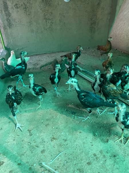 aseel mianwali chicks for sale. 2