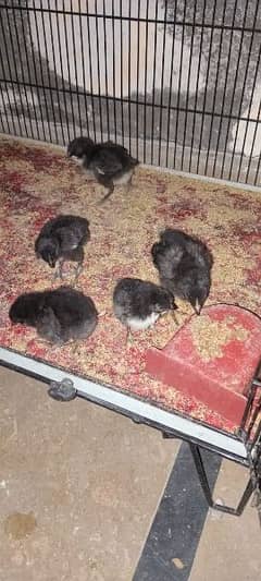 austrolop chicks