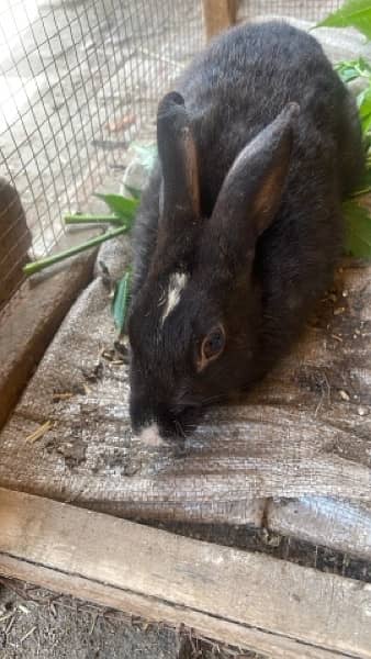Black colour Adhult male available only and kids 1
