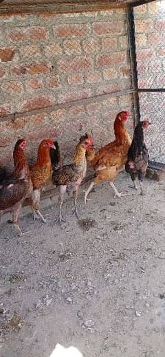 Desi hens for sale in shakargarh(03004743709)