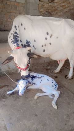 cow sath wachi