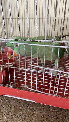 Raw parrot for sale with cage