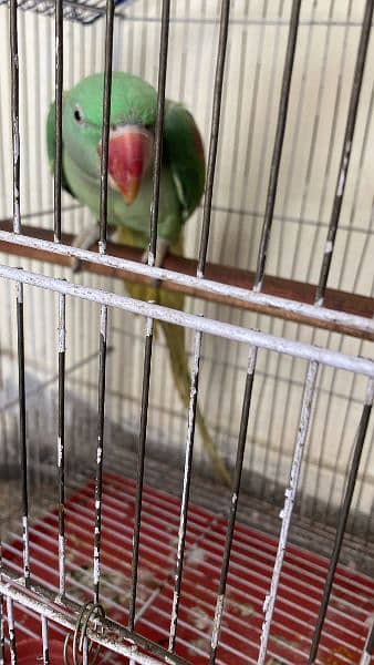 Raw parrot for sale with cage 1