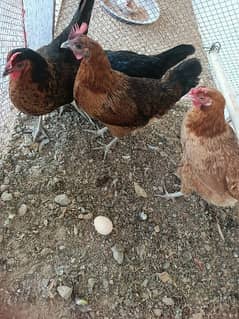 Hens laying eggs for sale