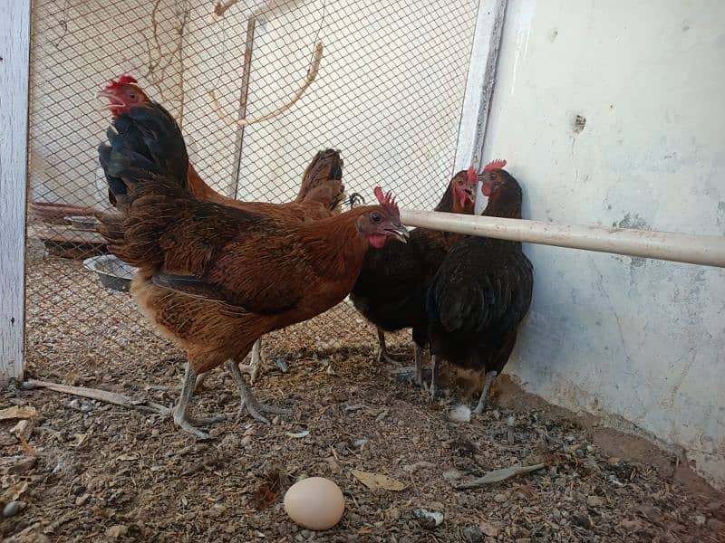 Hens laying eggs for sale 1