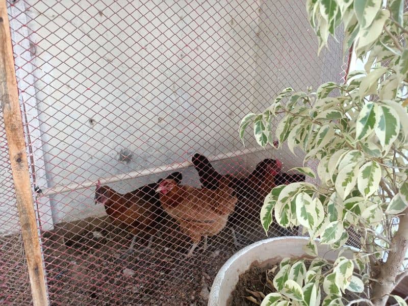 Hens laying eggs for sale 2