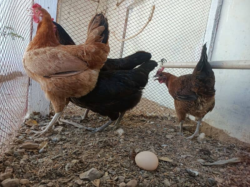 Hens laying eggs for sale 3