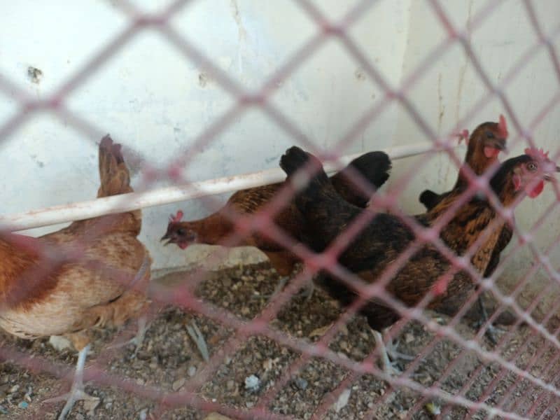 Hens laying eggs for sale 4