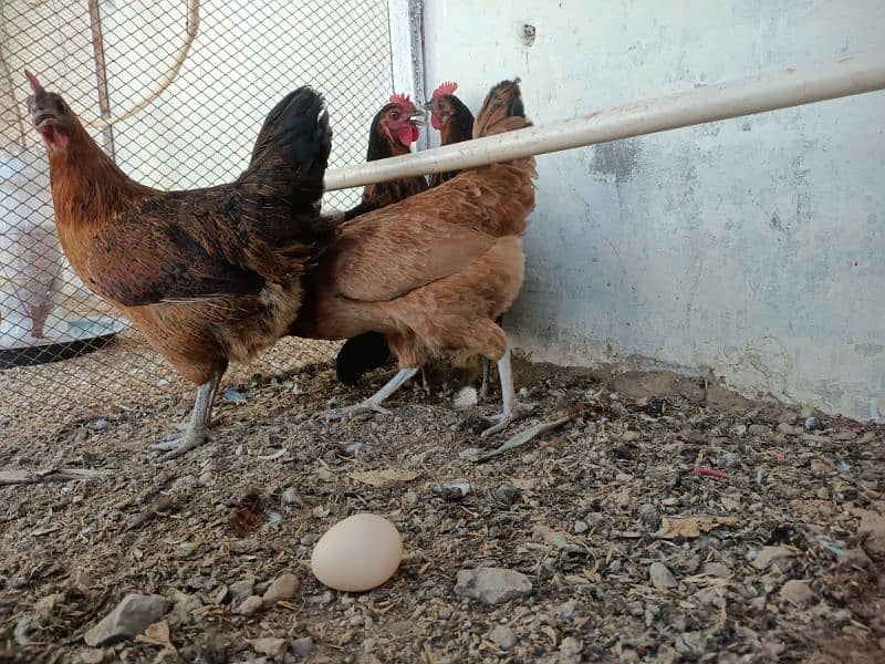 Hens laying eggs for sale 5