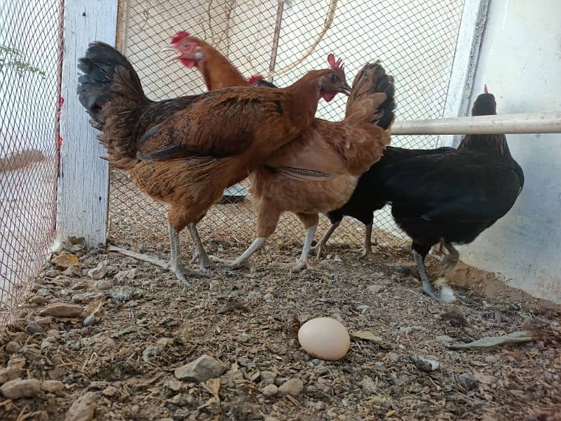 Hens laying eggs for sale 6