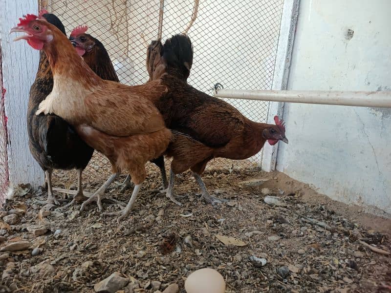 Hens laying eggs for sale 8