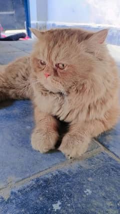 Persian Cat punch face adult