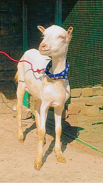 Tedda bakra for qurbani, rajanpuri bakra, teddi bakri, barbari goat, 4