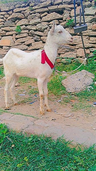 Tedda bakra for qurbani, rajanpuri bakra, teddi bakri, barbari goat, 6