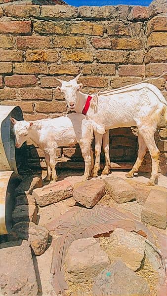 Tedda bakra for qurbani, rajanpuri bakra, teddi bakri, barbari goat, 7