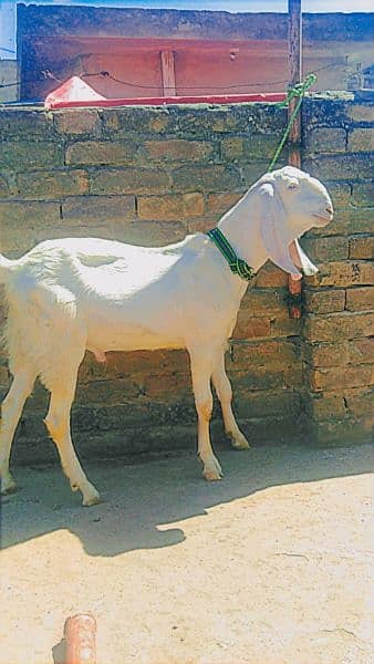 Tedda bakra for qurbani, rajanpuri bakra, teddi bakri, barbari goat, 9