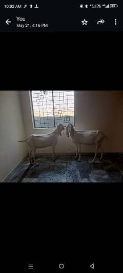 Rajanpuri goats for sale 0