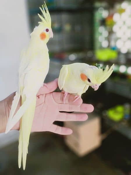 Beautiful Hand tamed cockatiel pathy and love birds 1