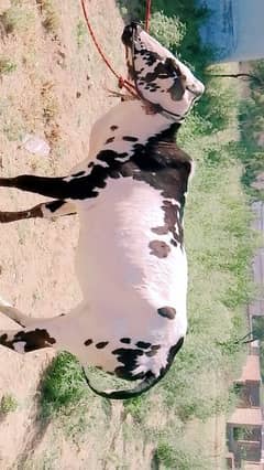 cow for quarbani
