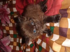 Punch face Persian kittens available healthy. 03370463361