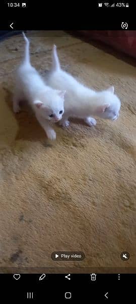 Persian kittens for sale 0