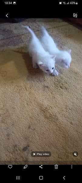 Persian kittens for sale 2
