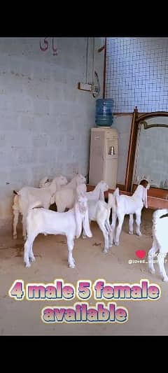 Gulabi goat kids
