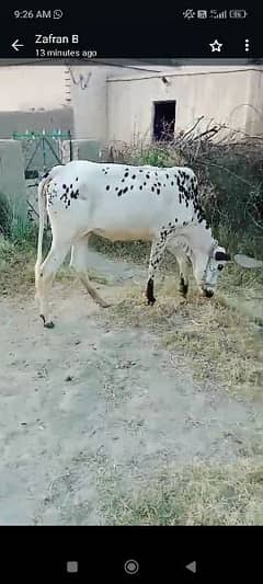 Female Cow For sale Qurbani 2024 0