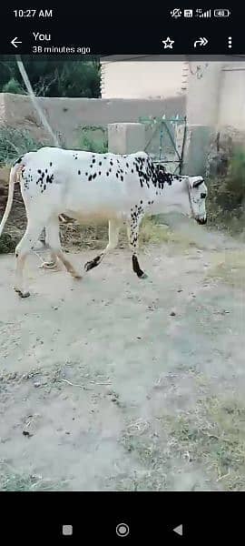 Female Cow For sale Qurbani 2024 1