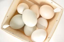 Silki Eggs