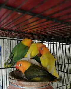 love birds quality birds for sell 0