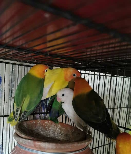 love birds quality birds for sell 3