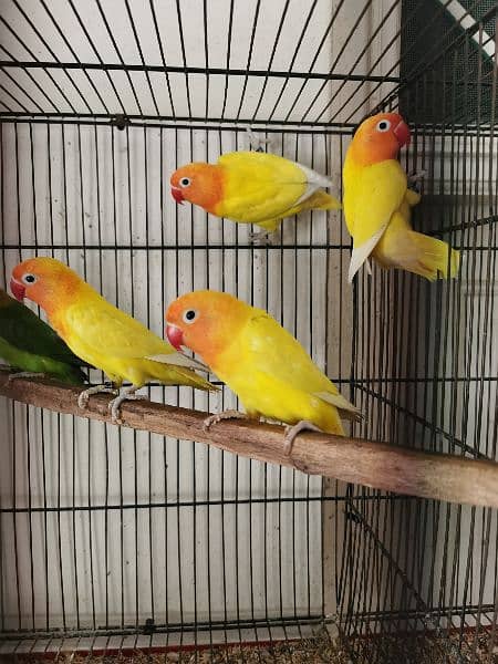 love birds quality birds for sell 5