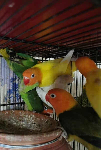 love birds quality birds for sell 6