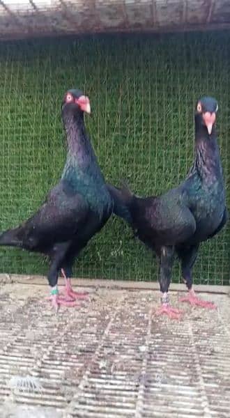 Black danish imported pair for sale 0