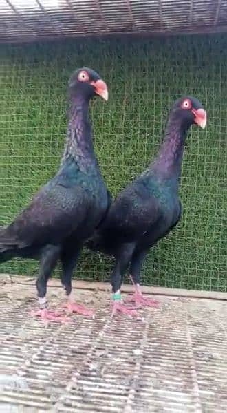 Black danish imported pair for sale 2