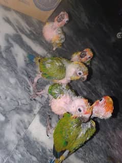 sun cnour chicks available in grw city peoples colony