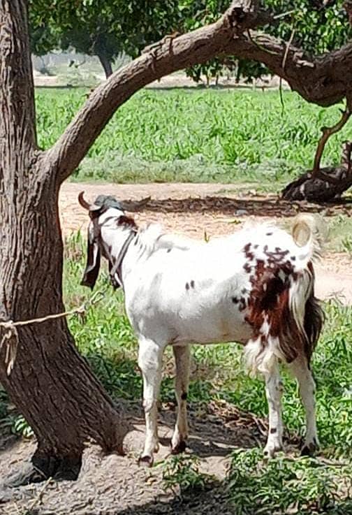 Goats For Sale | Ghar ky paly huay January hain. 2