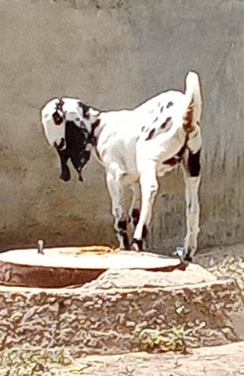 Goats For Sale | Ghar ky paly huay January hain. 4