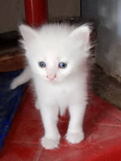 Persian kitten ready for new home