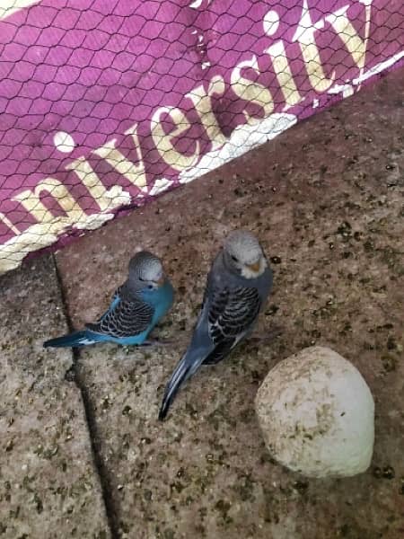 Australian Parrots for Sale 1