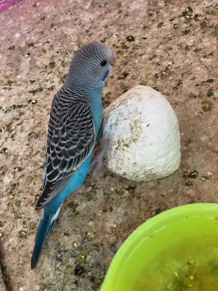 Australian Parrots for Sale 2