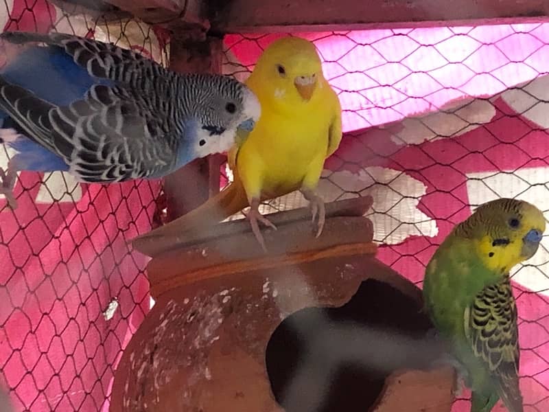 Australian Parrots for Sale 7